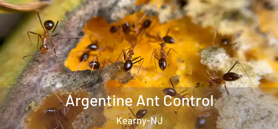  Argentine Ant Control Kearny-NJ