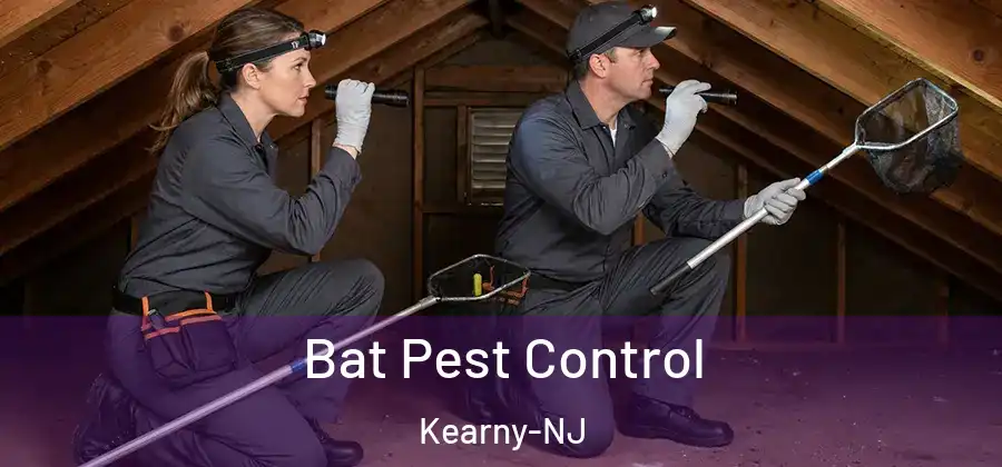  Bat Pest Control Kearny-NJ
