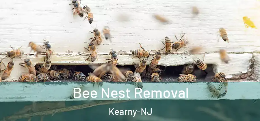  Bee Nest Removal Kearny-NJ
