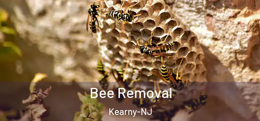 Bee Removal Kearny-NJ