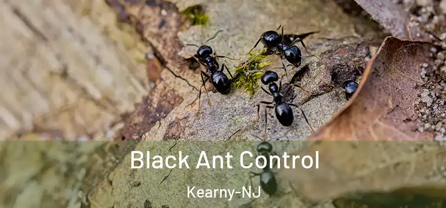 Black Ant Control Kearny-NJ