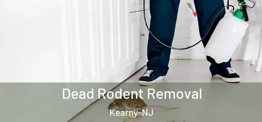 Dead Rodent Removal Kearny-NJ