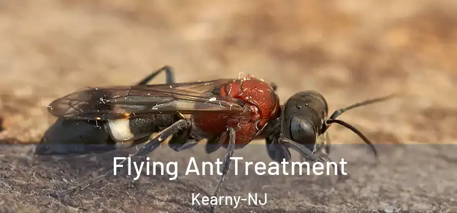 Flying Ant Treatment Kearny-NJ