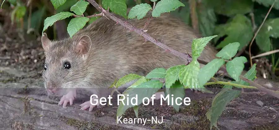  Get Rid of Mice Kearny-NJ