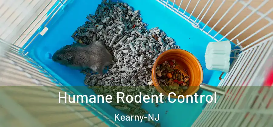  Humane Rodent Control Kearny-NJ
