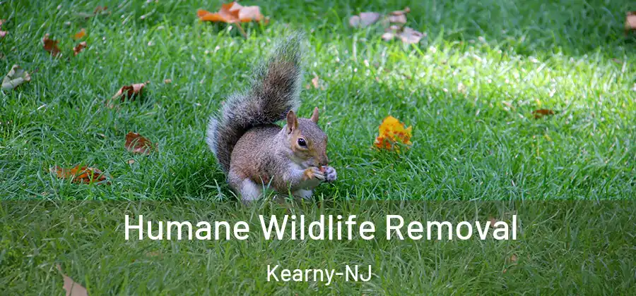  Humane Wildlife Removal Kearny-NJ