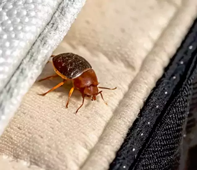 Trusted Bed Bug Prevention Specialists in Kearny, NJ