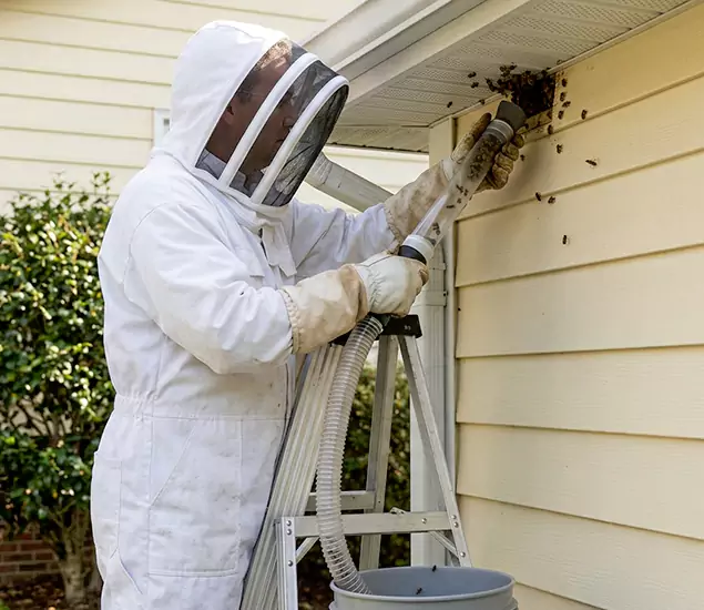 Your Affordable Bee Removal Company in Kearny, NJ