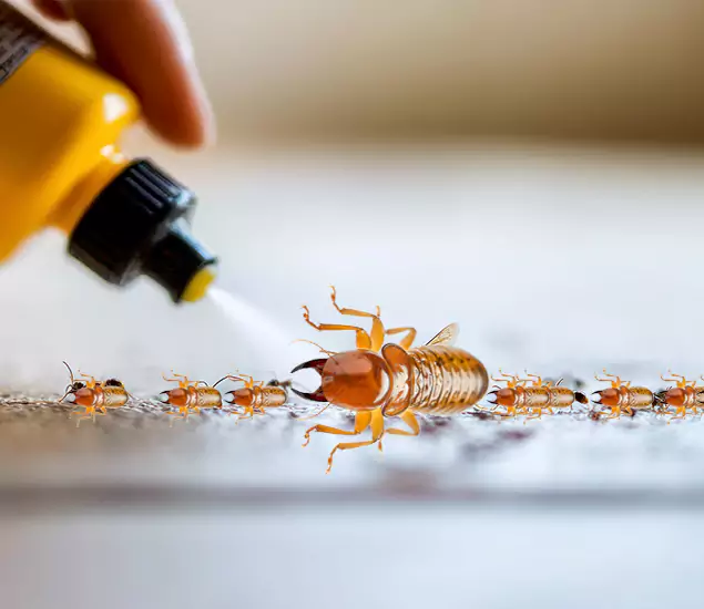 Reliable Bora Care Termite Experts in Kearny, NJ