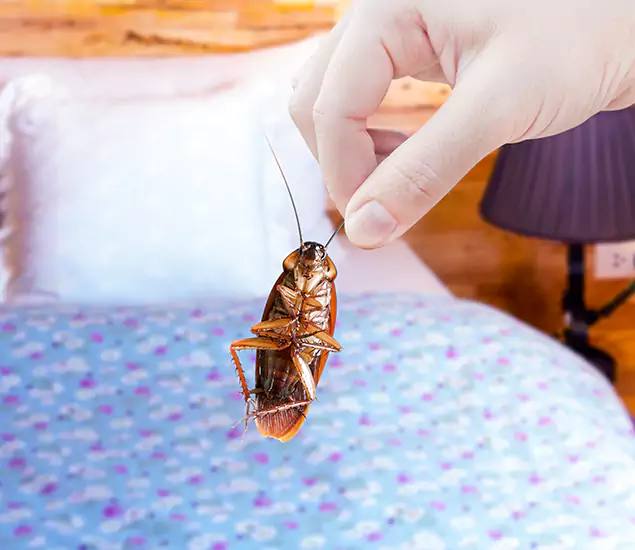 Expert Roach Control Services: Your Cockroach Pest Control in Kearny, NJ