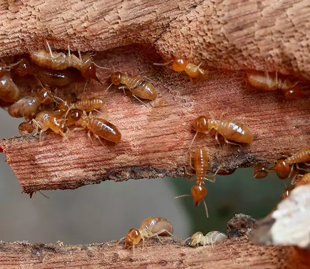 About Our Drywood Termite Treatment Experts in Kearny, NJ