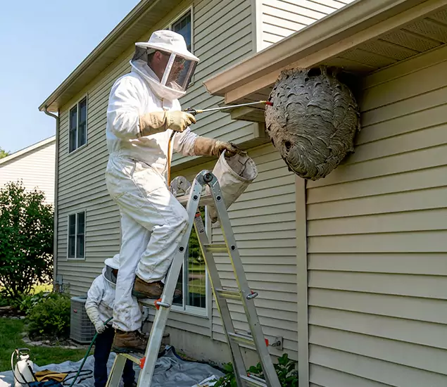 Expert Wasp Nest Removal: Your Local Wasp Nest Removal Company in Kearny, NJ