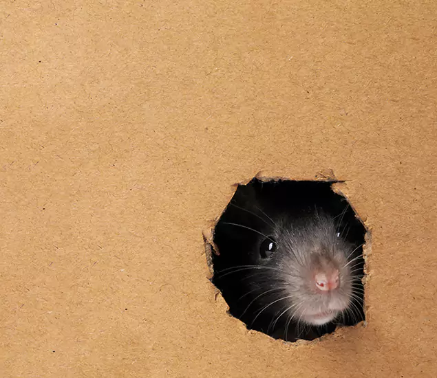 Rats in Attic Removal Experts in Kearny, NJ