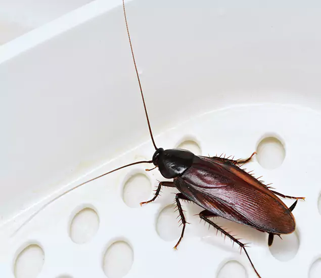 Trusted Cockroach Exterminator: Your Roach Control Services in Kearny, NJ