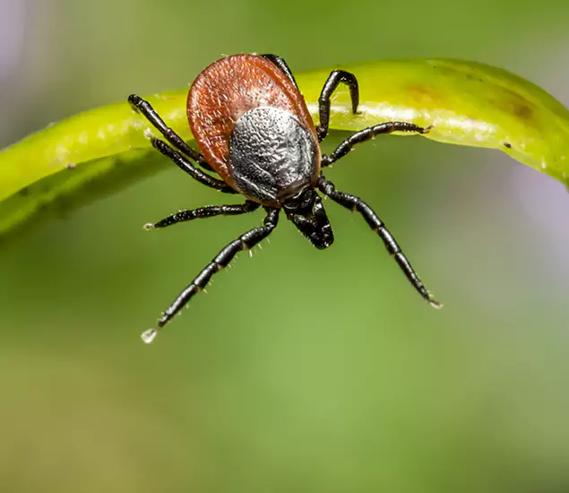 Your Trusted Tick Pest Control in Kearny, NJ