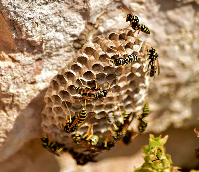 Your Best Wasp Removal Company in Kearny, NJ