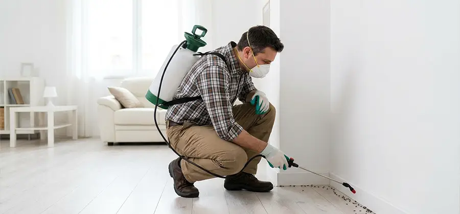 Seasonal Ant Infestation Control in Kearny