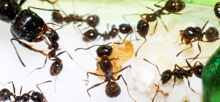 Argentine Ant Barrier Treatment in Kearny