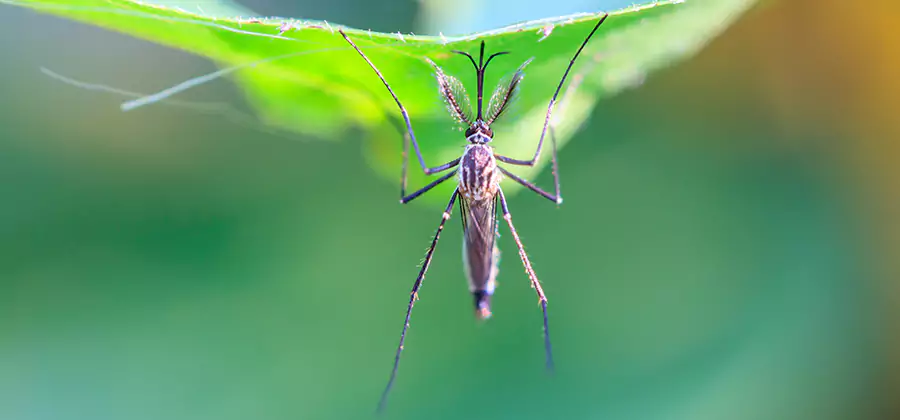 Natural Mosquito Spray for Yard in Kearny