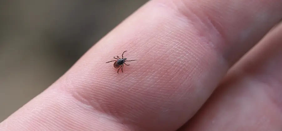 Infection Prevention for Bed Bug Bites in Kearny
