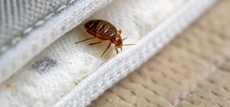 Tenting Bed Bug Fumigation in Kearny