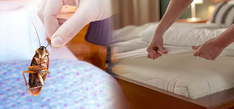Bed Bug Home Extermination Service in Kearny