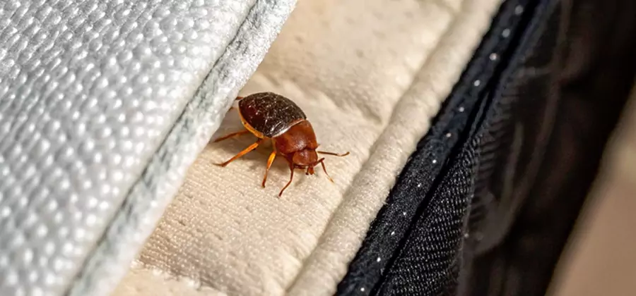 Commercial Bed Bug Control in Kearny