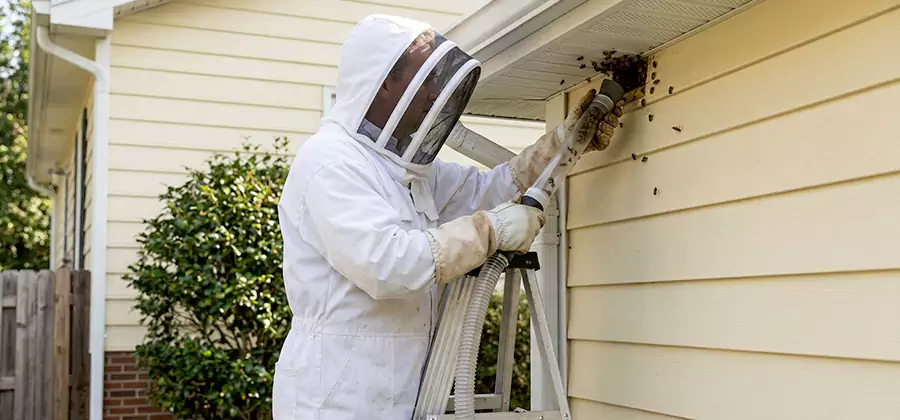 Ground Bee Removal in Kearny