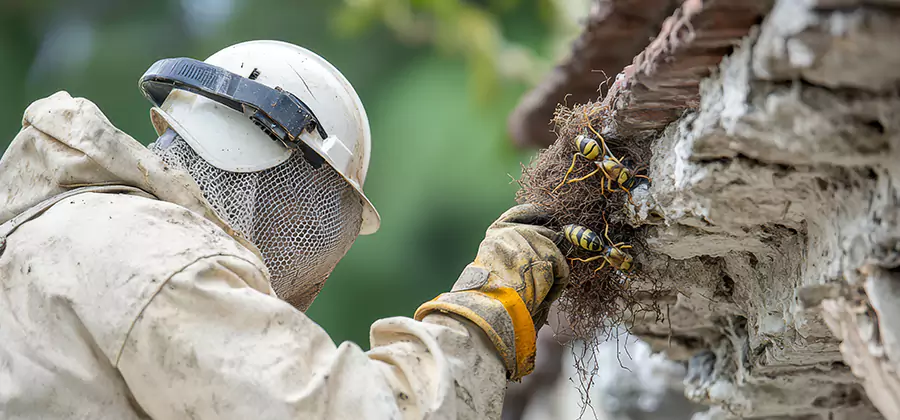 Bee and Wasp Hornet Removal in Kearny