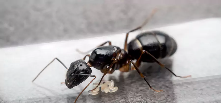 Black Ants in Kitchen Elimination in Kearny