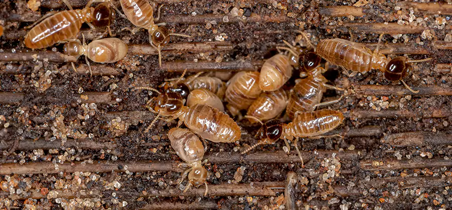 Bora Care Residential Termite Control in Kearny