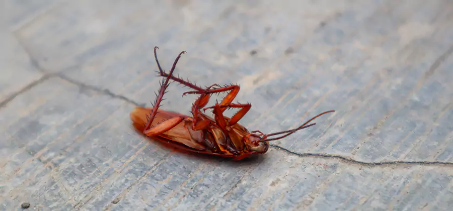 Cockroach Eradication for Commercial Properties in Kearny