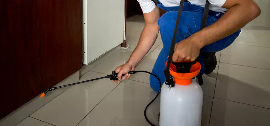 Palmetto Bug Exterminator in Kearny