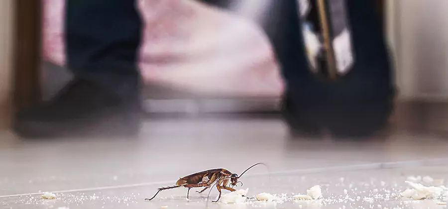 Roach House Treatment Kearny