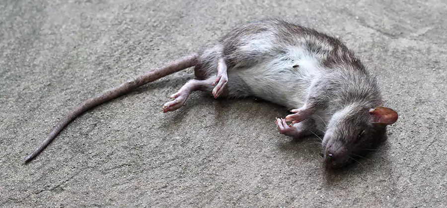 Dead Rat Disposal in Kearny