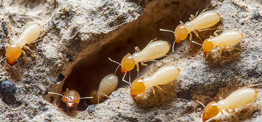 Termite Exterminator Services in Kearny