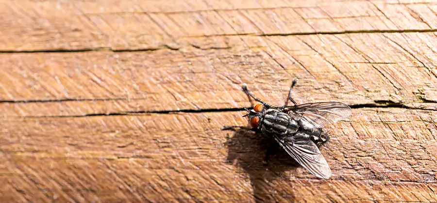 Flying Ant Barrier Treatment in Kearny