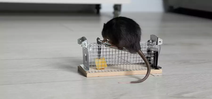 Mice in Attic Removal Kearny
