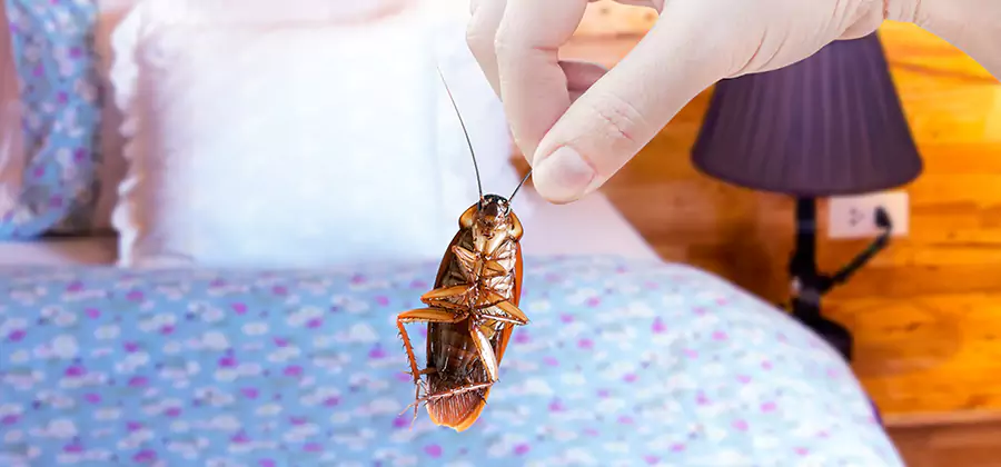 Fast Roach Elimination in Kearny