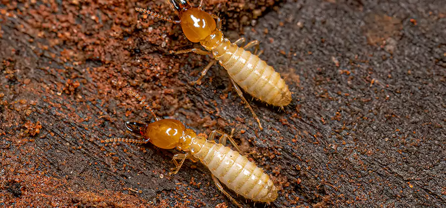 Structural Heat Termite Treatment in Kearny