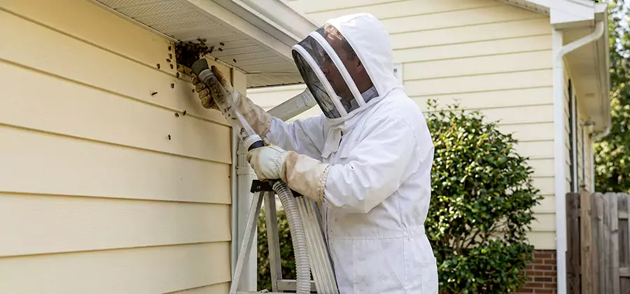 Wasp Nest in Wall Removal in Kearny