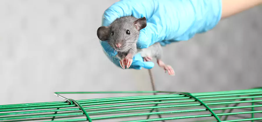Humane Rat Trapping in Kearny