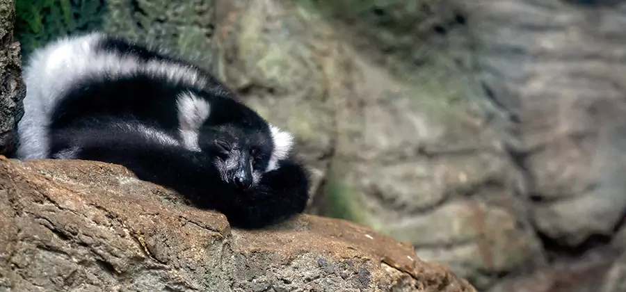 Humane Skunk Removal in Kearny