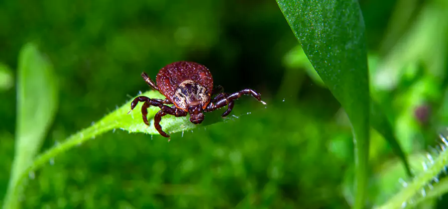 Tick Prevention for Yard in Kearny