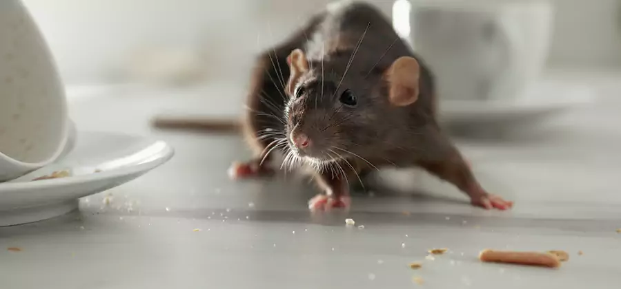 Rodent Feces Removal in Kearny