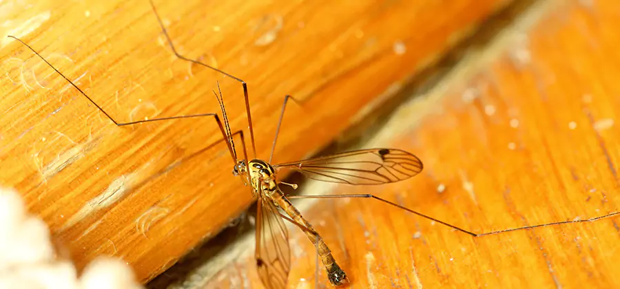 Exterior Mosquito Control in Kearny