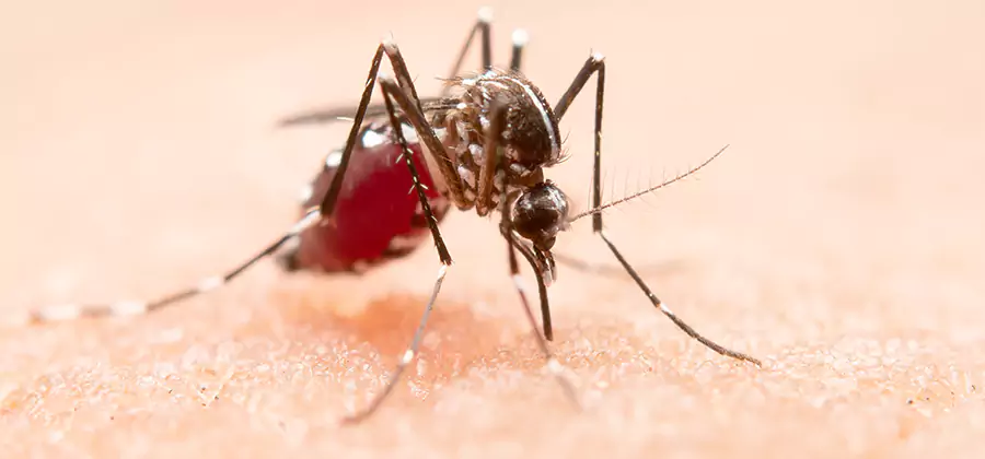 Pond Mosquito Control and Water Treatment in Kearny