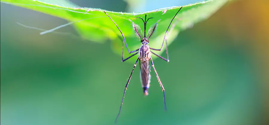 Home Defense Insect Killer in Kearny