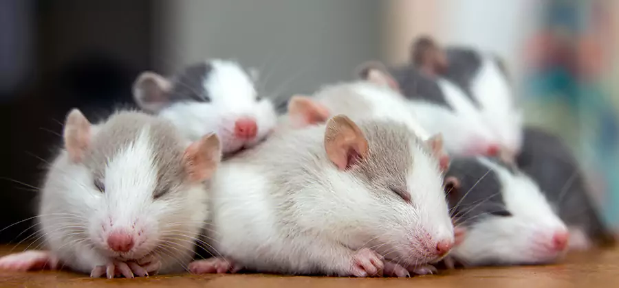 Kearny Pet Safe Mice Control