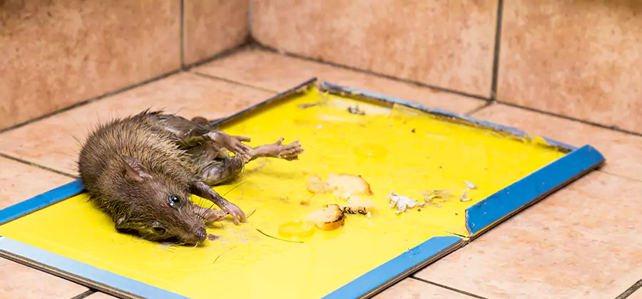 Mouse and Rat Control in Kearny